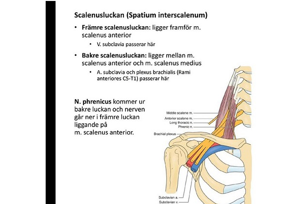 Scalenus-musklerna vid halsen